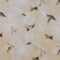hummingbird-beige